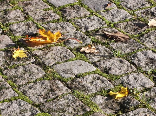 Fallen leaves on cobblestones