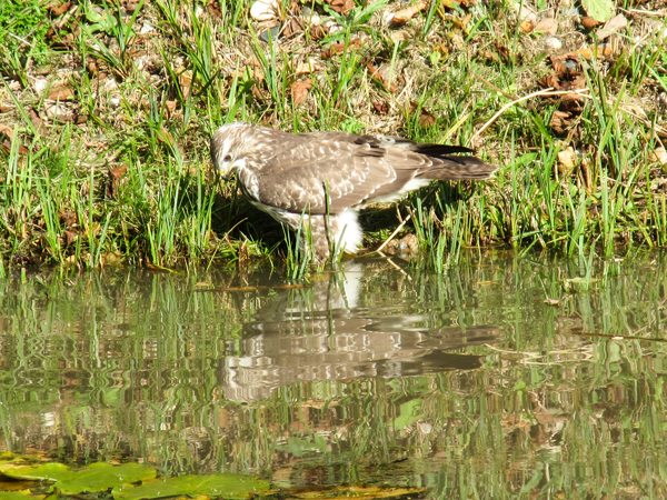 goshawk at a pond 2