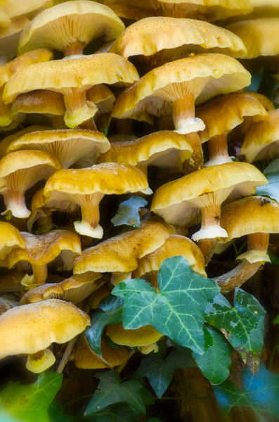 Mushroom cluster