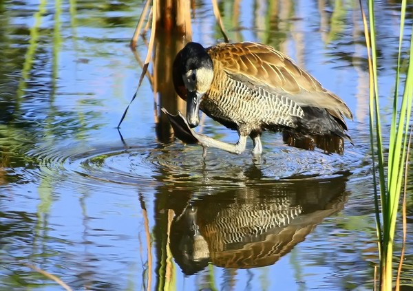 Reflections - White Faced Duck