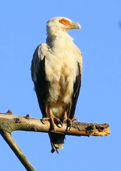 Palmnut Vulture in tree and ta