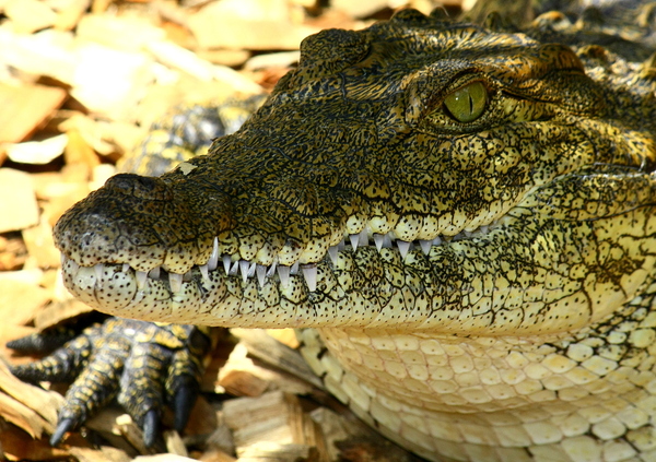 Young Nile Crocodile