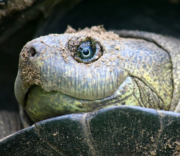Turtle eye