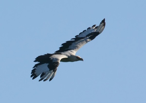 Palmnut Vulture  3