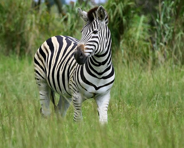 Zebras  2