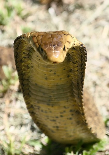 African Bush Cobra