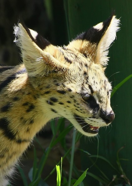African Cats:Serval Cat (tierb