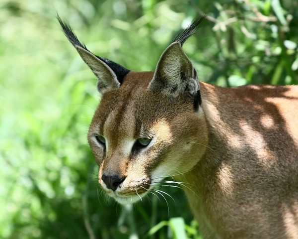 African Cats: Lynx ( Rooikat) 