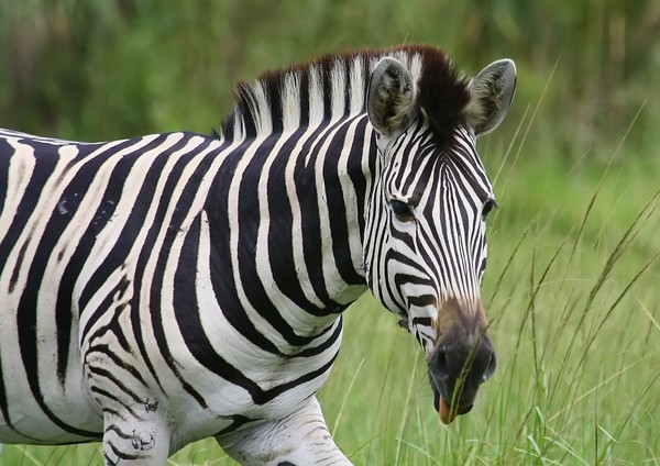 Zebras  4