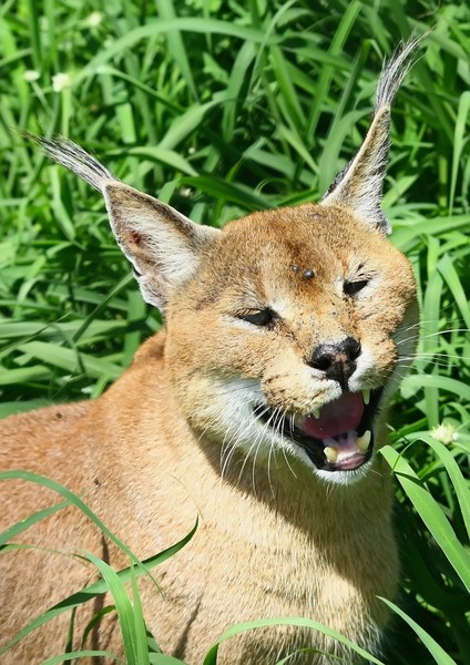 African Cats: Lynx ( Rooikat) 