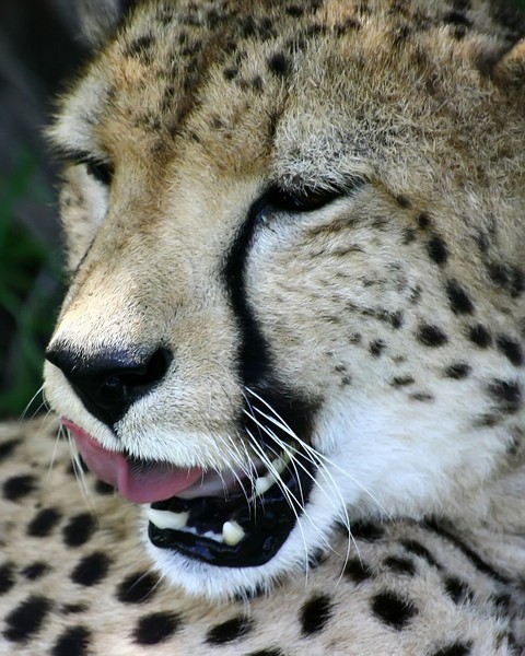 African Cats: Cheetah 2