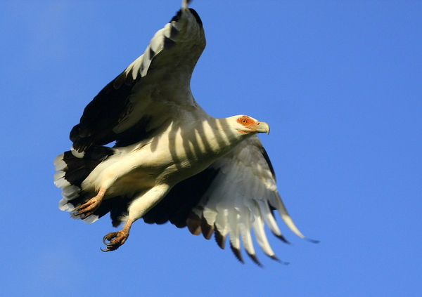 Vulture Wings 3