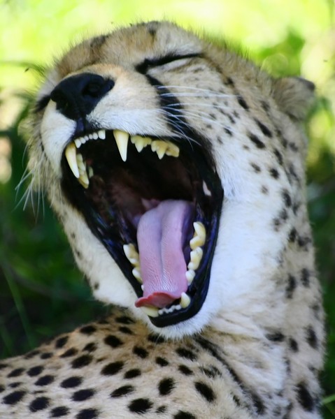 African Cats: Cheetah 4