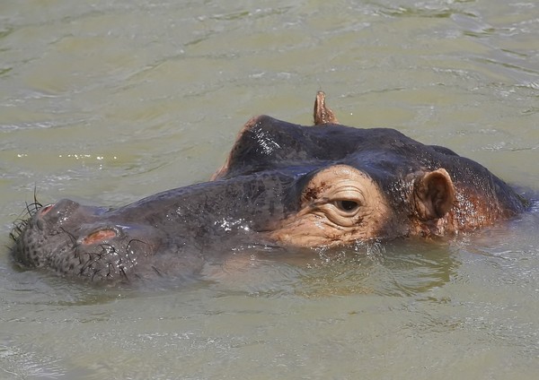Hippopotamus 2