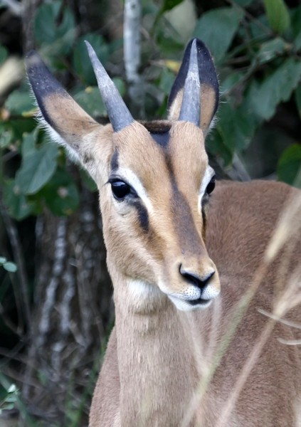 Impala (Rooibok) Males 4
