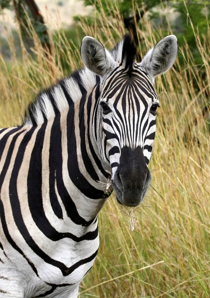 Zebra - South African