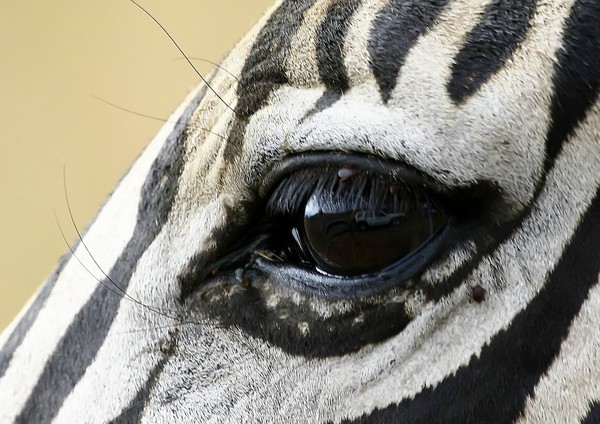 Zebra Eye and reflection 1