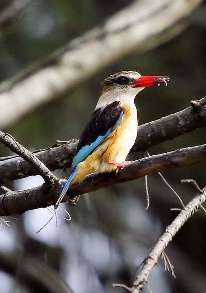 Woodlands Kingfisher 1
