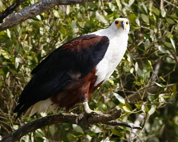 African Fish Eagle 1