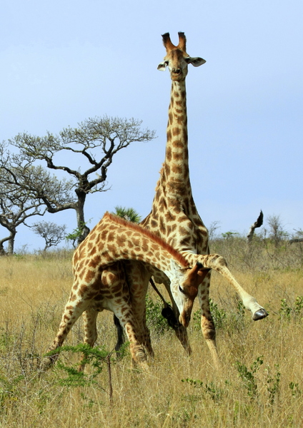 Fighting Giraffes 4