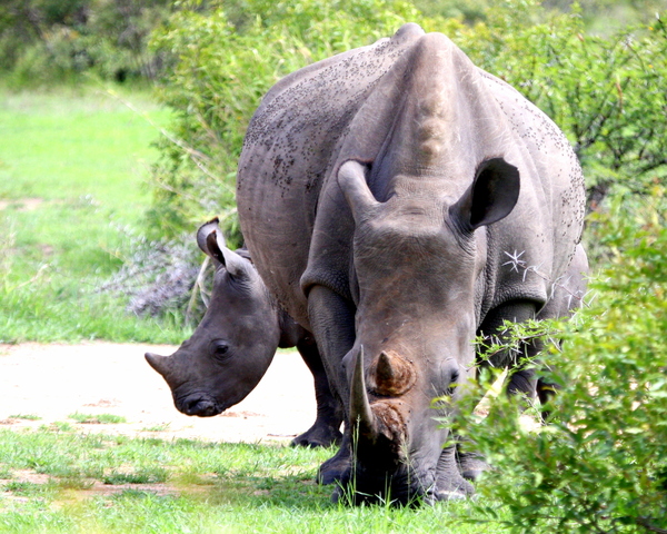 Rhino with Young - various 1