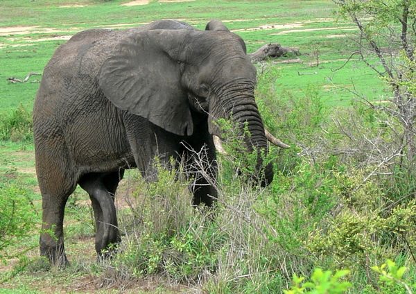 African Elephant Bull (male) 4