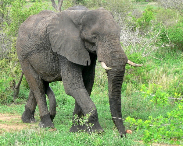 African Elephant Bull (male) 1