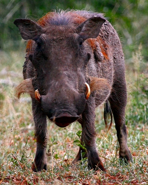 Warthog (Wart - hog) 3