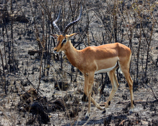 Impala, burnt land 1