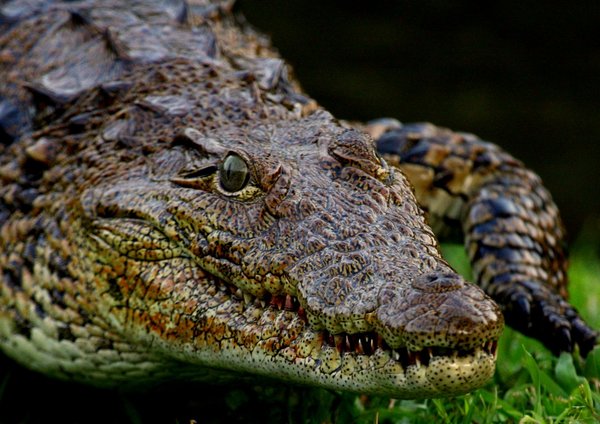Nile Crocodile 3
