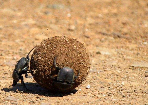 Dung beetle 4