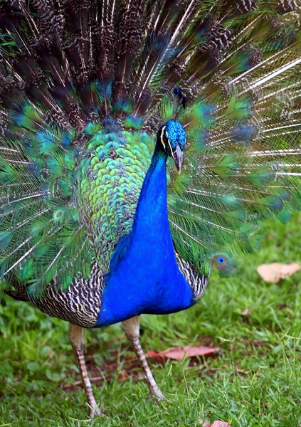 Young Peacock with feathers ou