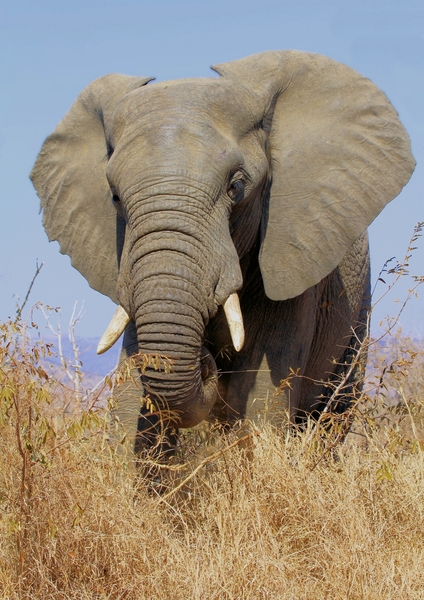 African Elephant (Trunk 