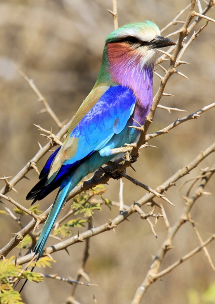 Lilacbreasted Roller (troupant: General - They are medium sized birds with a lilac breast and azure blue abdomen. The bird has 7 different shades of blue. Forehead and brow are whitish, the back is brown. The pointed blue outer-tail feathers are elongated to form pointed streamers.Distr