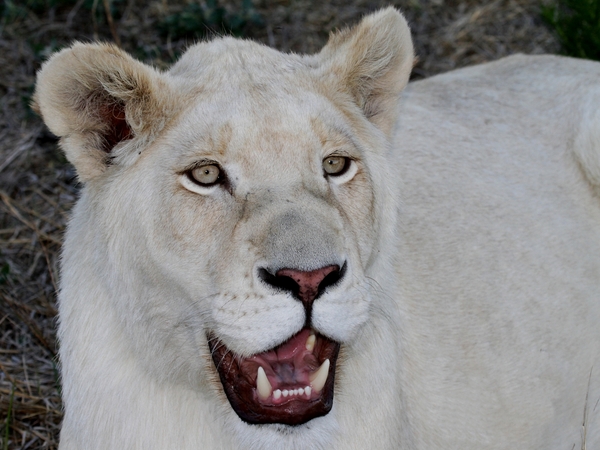White Lion female 3