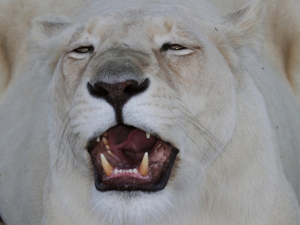 White Lion Close-ups 2