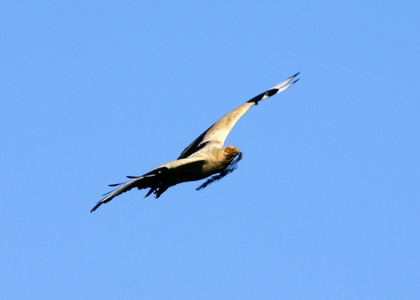 Scarce Palmnut Vulture 1