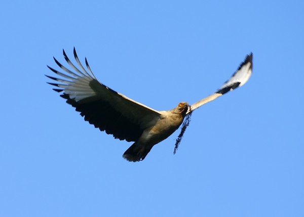 Scarce Palmnut Vulture 3