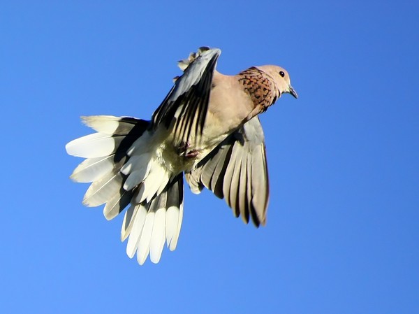 Dove Take-off 1