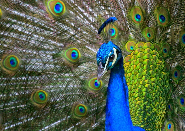 Peacock Close-up 1