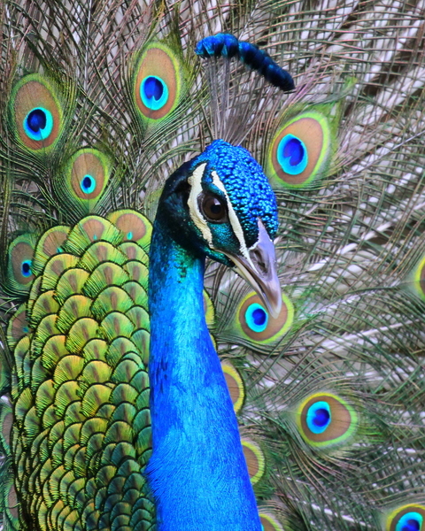 Peacock Close-up 3