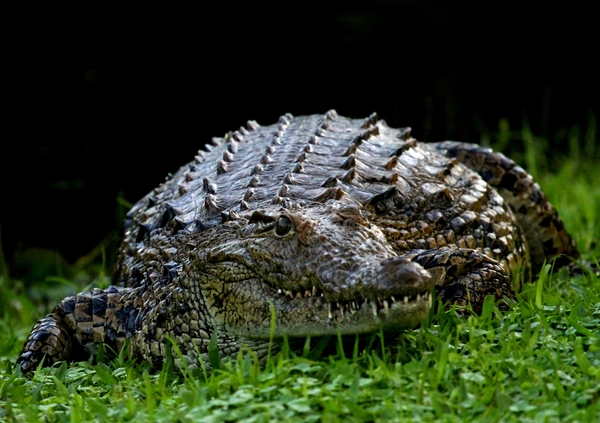 Nile Crocodile 2