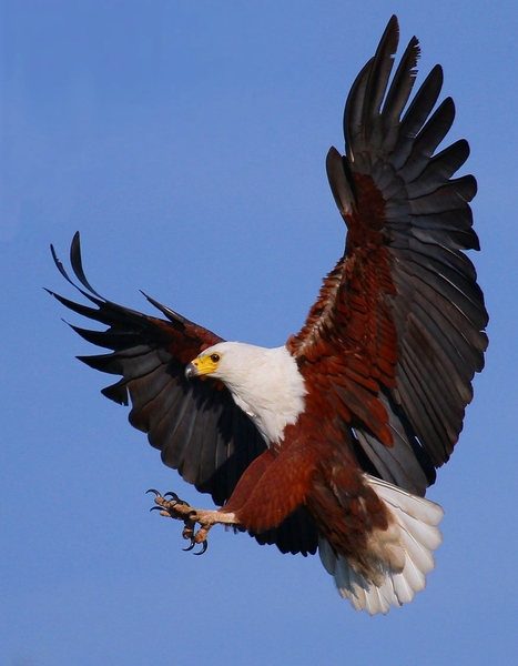 Fish Eagle  1: Various African Fish Eagle landing and in flight images