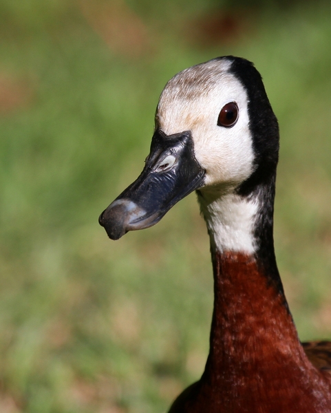 White Faced Duck 1