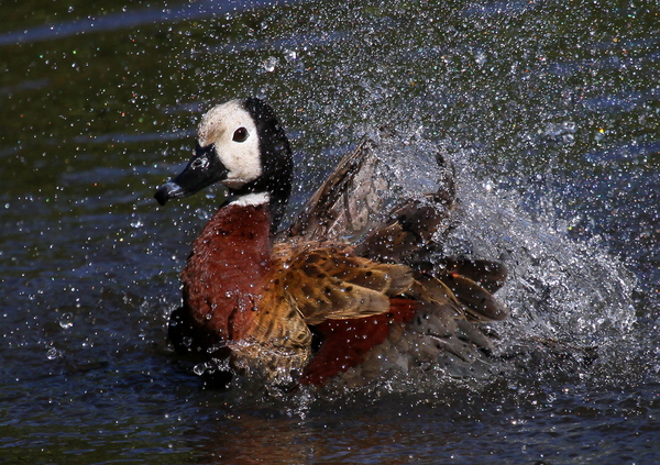 Duck Landing 4