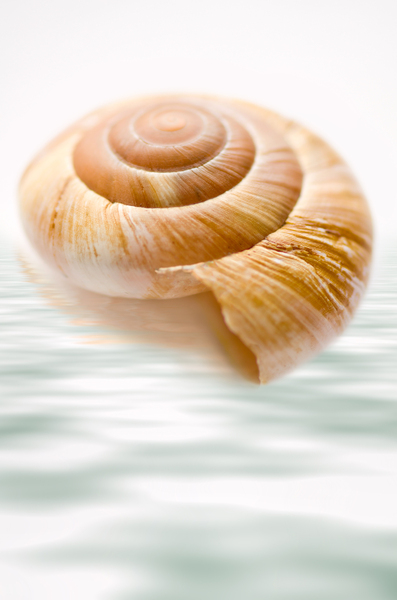 Sea shell in water reflexion