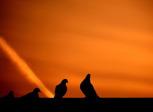 Pigeon lovers: Pigeons in silhoutte in front of red/orange sunset sky