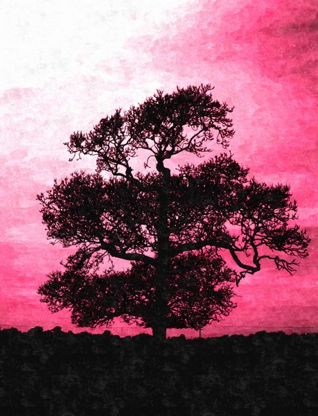 Sunset Chestnut Tree