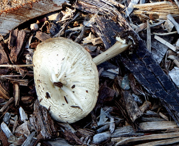 woodchip fungi2