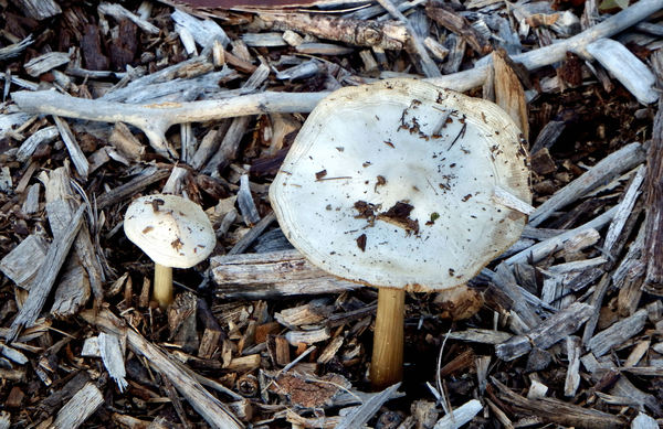 woodchip fungi1